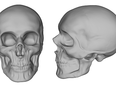 Modern Skull model