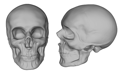 Modern Skull 3d model