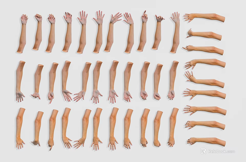 Human Arms And Hands In Various Poses Arranged On Light Background 3d model