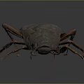 Detailed Realistic Cockroach Model With Segmented Body And Long Antennae 3d model