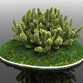 Lush Green Shrub with Fresh Grass on Circular White Border Base for Garden Landscaping Design