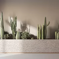 Cactus Bonsai Potted Plants In Stone Long Planter By Wall With Sunlight Shadow