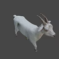 White Goat with Curved Horns Standing on Gray Background