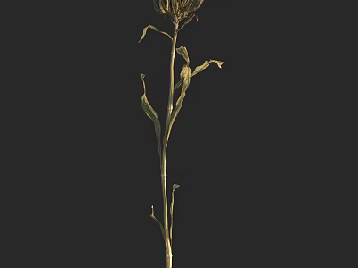 Elegant Vase with Fresh Blooming Flowers for Home Decoration on Dark Background 3d model