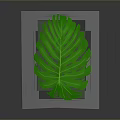Vibrant Green Monstera Leaf Isolated On Dark Gray Background With Tropical Plant Characteristics