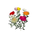 Colorful Garden Roses In Various Colors With Green Leaves And Petals