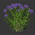 Lush Green Bush with Vibrant Purple Hydrangeas and Fresh Leaves