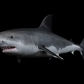Great White Shark Large Marine Predator With Sharp Teeth And Powerful Body 3d model
