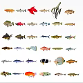 Vibrant Aquatic Animals Collection Featuring Various Species With Colorful Patterns And Unique Forms