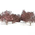 Ornamental Trees With Purple Red Foliage And Pink Blooms For Garden Landscape Design