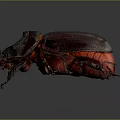 Horned Shiny Dark Purple Beetle With Red Accents On Gray Background