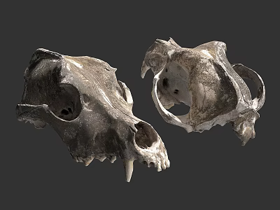 Rustic Animal Skull Wall Decor With Natural Texture And Vintage Design For Home 3d model