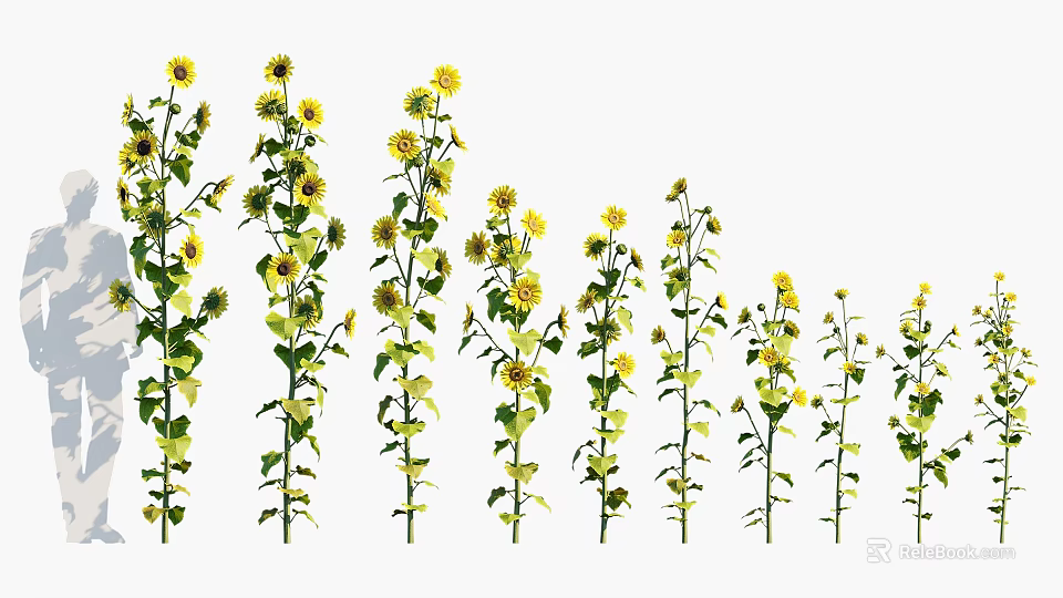 Sunflowers As Agricultural Crop With Green Stems And Yellow Blooms In Row 3d model 