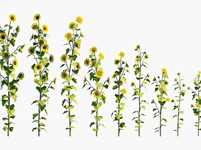Sunflowers As Agricultural Crop With Green Stems And Yellow Blooms In Row 3d model