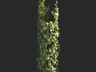 Ivy Vines Climbing On Pillar With Lush Green Leaves In Natural Scene 3d model