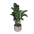 Lush Green Potted Plant With Large Leaves In Gray Textured Ceramic Pot