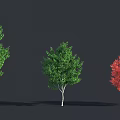 Three Arbor Trees With Green Red Leaves And White Trunks On Dark Background 3d model