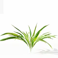 Lush Green Grass with Slender Leaves and Light Green Gradient on White Background