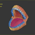 Anatomically Detailed Oral Organ Model With White Teeth And Pink Gums For Dental Education