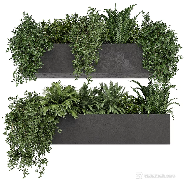 Bonsai Potted Plants in Black Rectangular Pots with Lush Green Foliage and Hanging Branches 3d model 