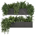 Bonsai Potted Plants in Black Rectangular Pots with Lush Green Foliage and Hanging Branches