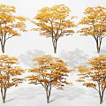 Golden Yellow Leaf Arbor Trees Neatly Arranged With Upright Trunks In Autumn