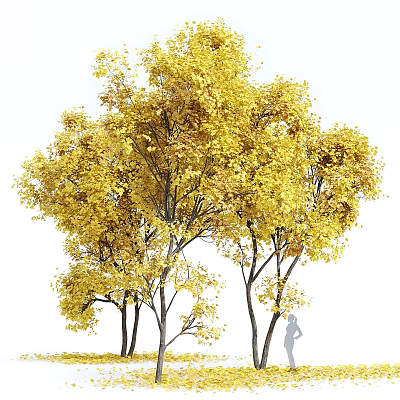 Stunning Yellow Trees with Golden Leaves and Person Silhouette in Natural Setting 3d model
