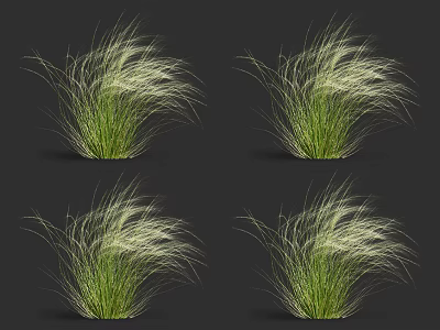 Four Clusters of Green Grass With White Slender Leaves on Black Background 3d model