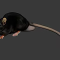 Black Reptile With Beige Ears And Long Tail On Dark Background