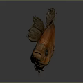 Orange Fish With Detailed Scales And Textured Fins On Gray Background With Reflection
