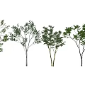 Various Arbor Trees With Diverse Foliage And Trunk Characteristics 3d model