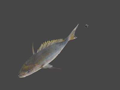 Fresh Whole Fish With Shiny Scales Tail And Clear Eyes For Cooking 3d model