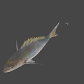 Fresh Whole Fish With Shiny Scales Tail And Clear Eyes For Cooking