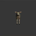 White Lamb with Curly Wool Standing on Black Smooth Surface with Grey Background