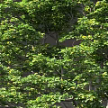 Two Tall Green Trees With Lush Foliage Standing Beside Small Human Figure