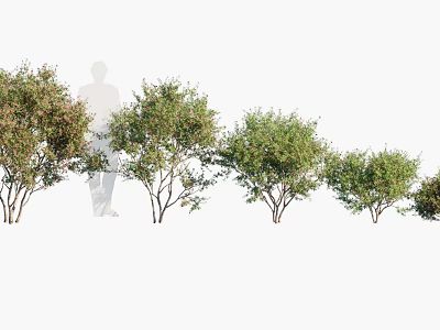 Various Heights of Trees With Green Foliage in Natural Outdoor Setting 3d model
