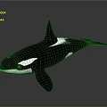 Black And White Orca Whale 3D Rendered In Gray Background 3d model