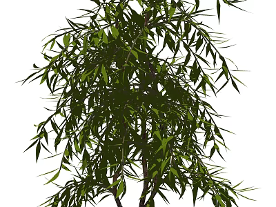 Lush Green Garden Shrub Featuring Dense Foliage With Slender Branches And Vibrant Leaves 3d model
