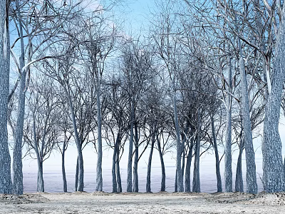 Tall Leafless Trees Stand Under Clear Blue Sky With Sandy Ground 3d model