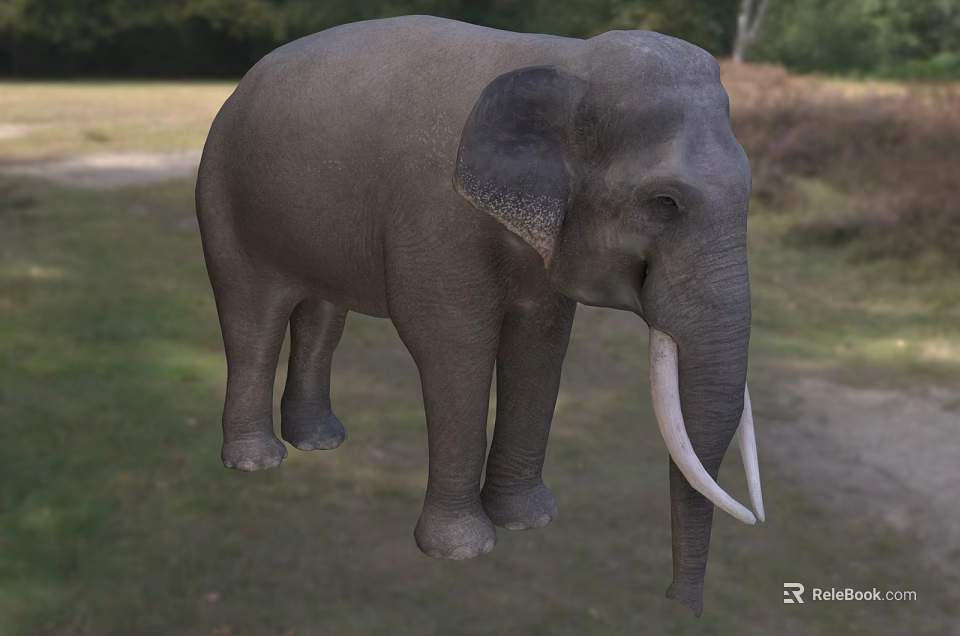 Grey Elephant With Large Ears And White Tusks In Natural Grassland Habitat 3d model 