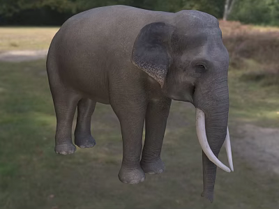 Grey Elephant With Large Ears And White Tusks In Natural Grassland Habitat 3d model