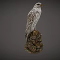 Alert White Speckled Falcon Standing on Mossy Rock with Sharp Beak and Claws