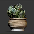 Green And White Striped Snake Plant In Terracotta Pot On Marble Tray