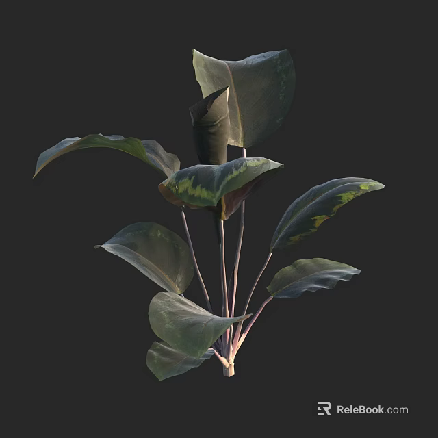 Elegant Decorative Green Leaf Plant With Large Dark Green Leaves And Slender Stems 3d model 
