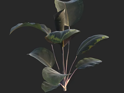 Elegant Decorative Green Leaf Plant With Large Dark Green Leaves And Slender Stems 3d model