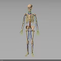 Human Skeleton Anatomical Model Showing Internal Organs Blood Vessels And Nervous Structure