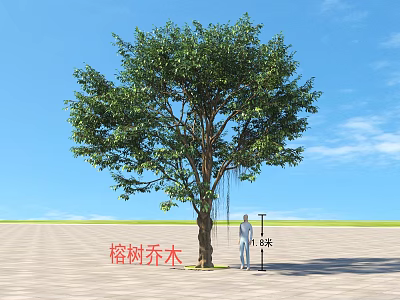 Banyan Arbor With 8 Meters Height Standing On Open Ground Under Blue Sky 3d model