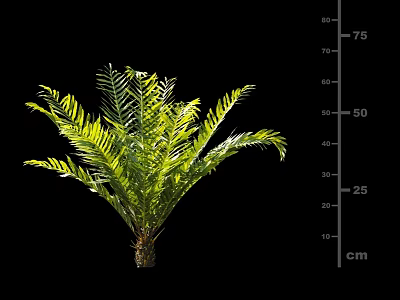 Green Shrub With Lush Foliage Showing Height Measurement On Black Background 3d model
