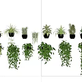 Lush Hanging Basket Plants for Indoor Decor with Various Green Species