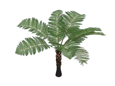 Green Fern Plant With Vibrant Green Fronds And Sturdy Brown Trunk 3d model